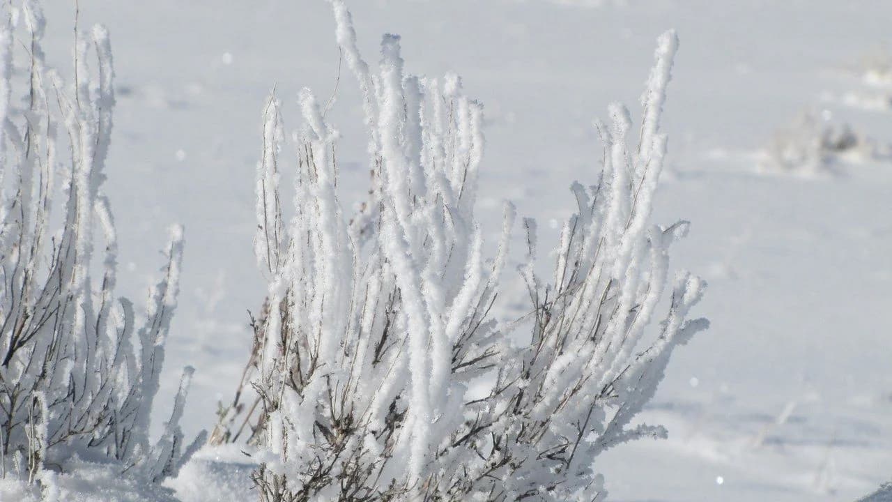Hoarfrost coating vegetation on a subzero morning; no people present